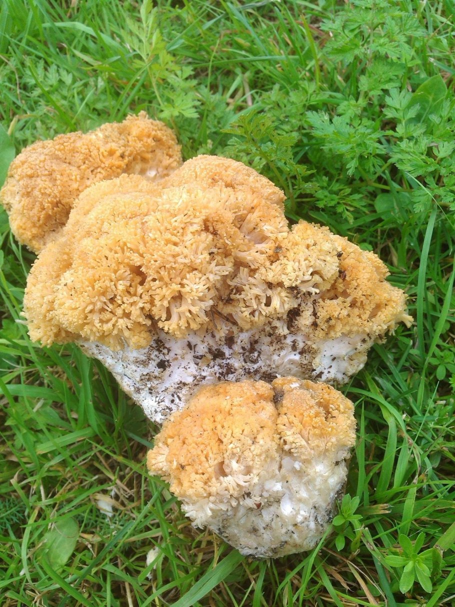 Рамария золотистая - Ramaria Aurea
