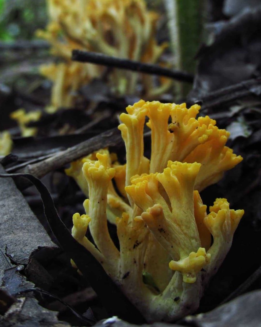 Оленьи рожки грибы Рамария