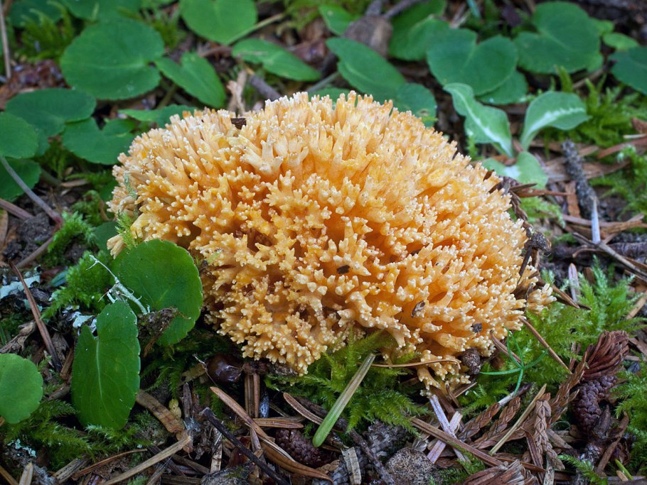 Ramaria Flava