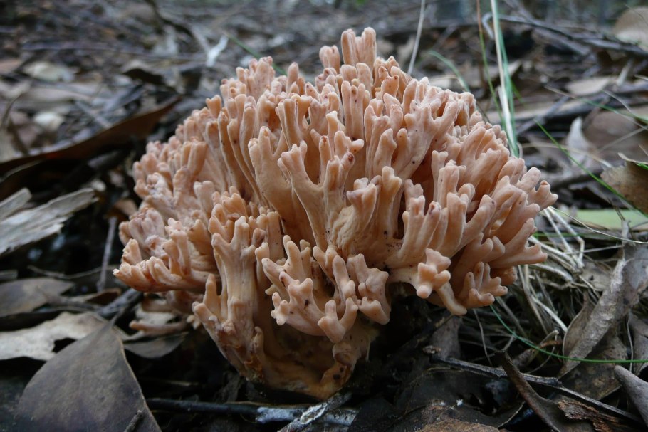 Рамария золотистая