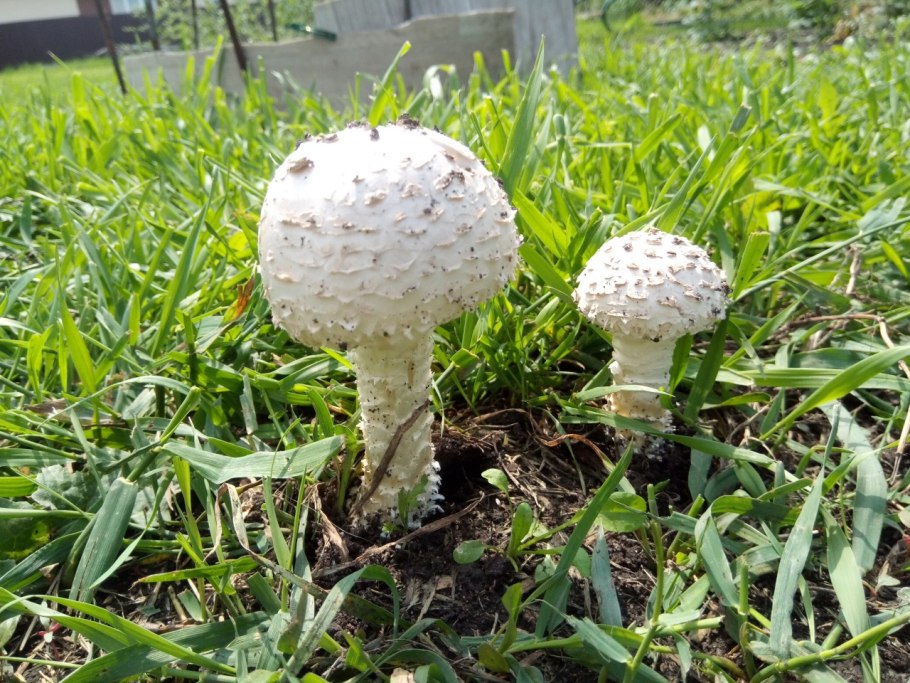 Мухомор чешуйчатый