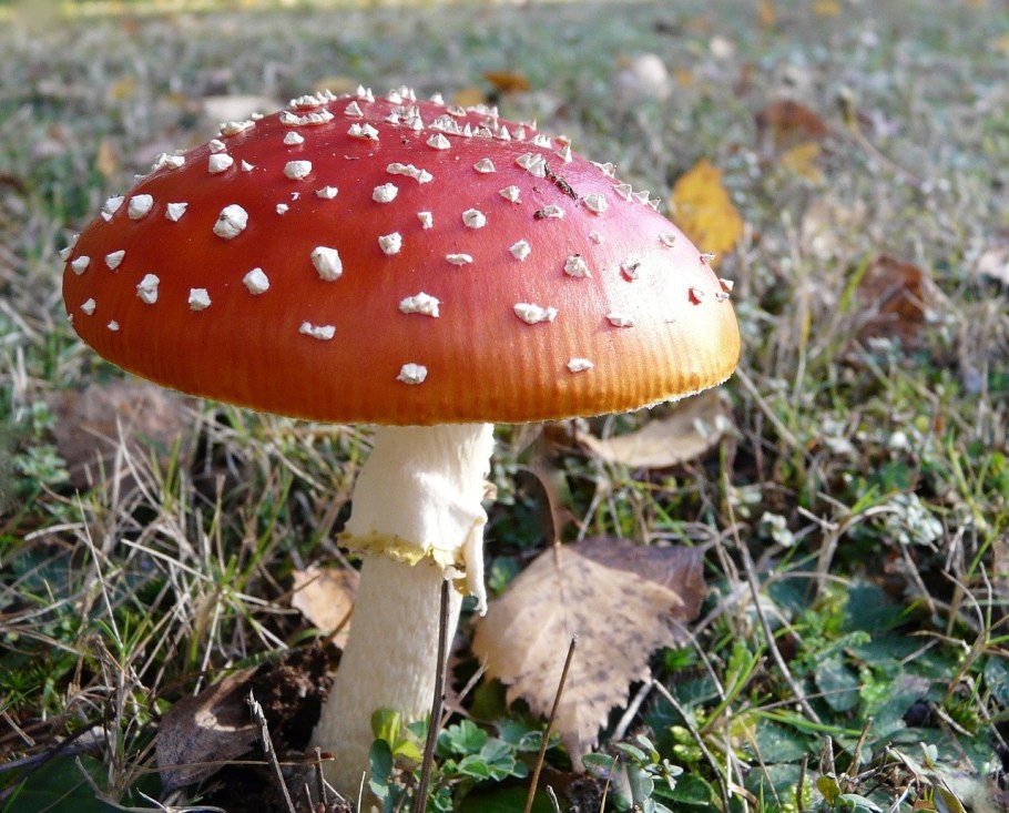 Зонтик свинцовошлаковый (Chlorophyllum molybdites)