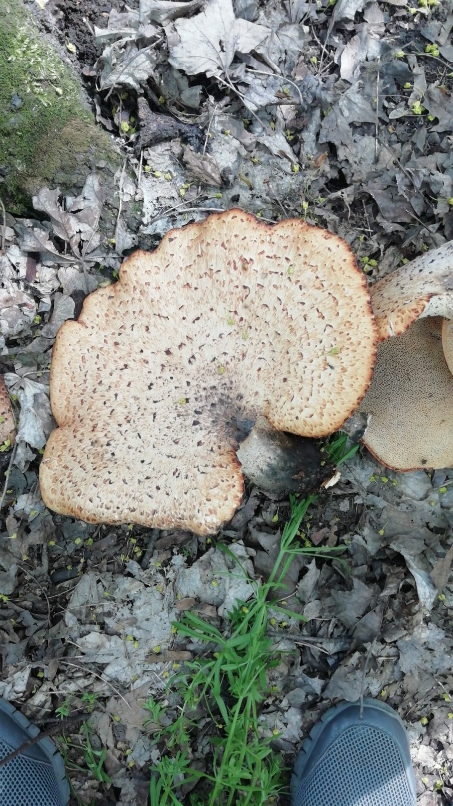 Шпальники грибы