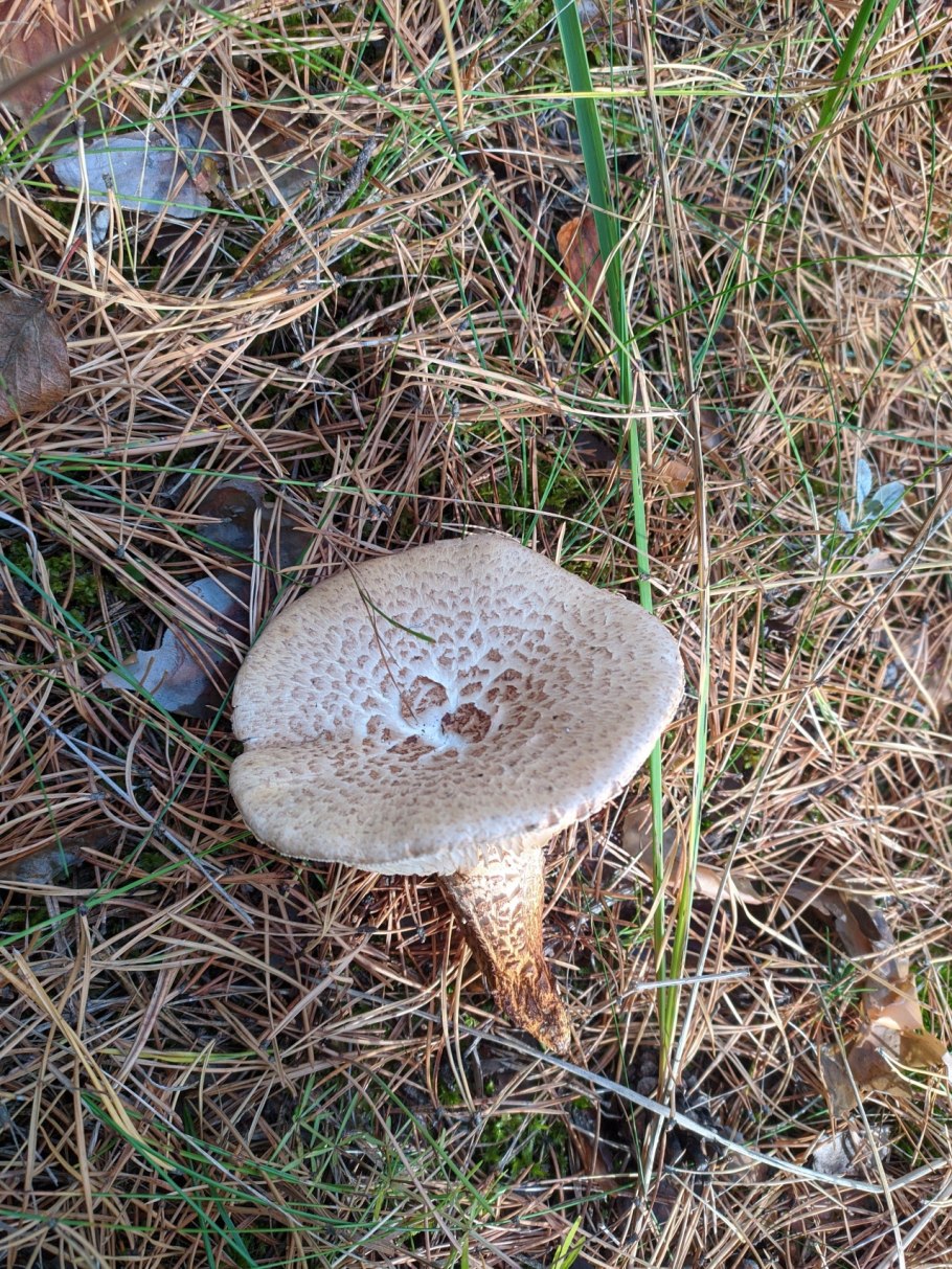 Шпальный гриб Пилолистник чешуйчатый