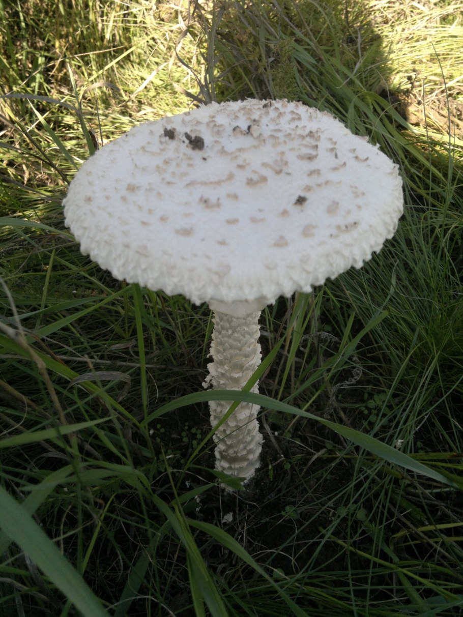 Мухомор Виттадини Amanita