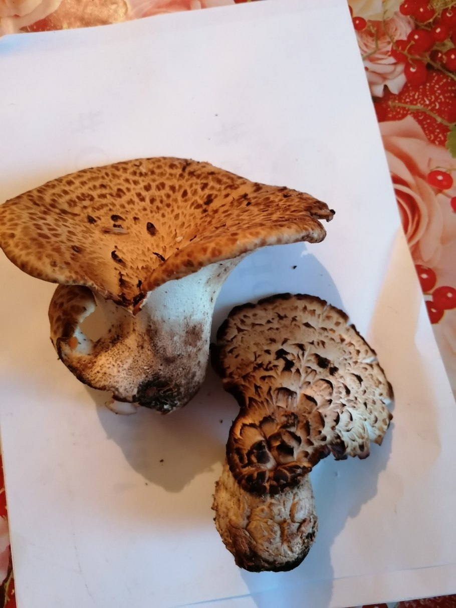 Гриб зонтик чешуйчатый