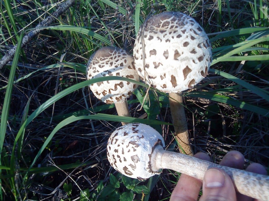 Чешуйчатый мухомор гигантский