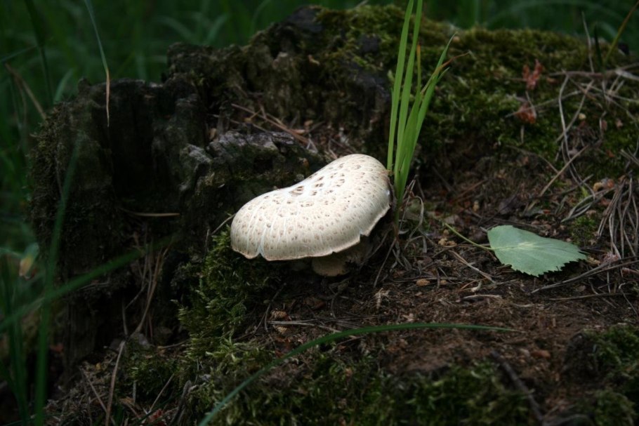 Навозник белый Coprinus comatus