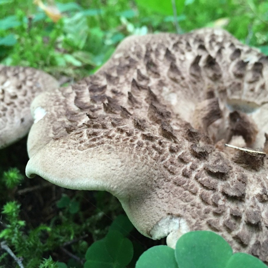Трутовик чешуйчатый Polyporus squamosus