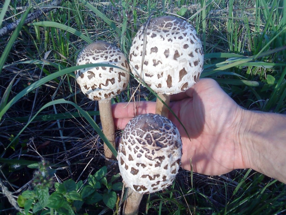 Гриб Пилолистник чешуйчатый пластинчатый