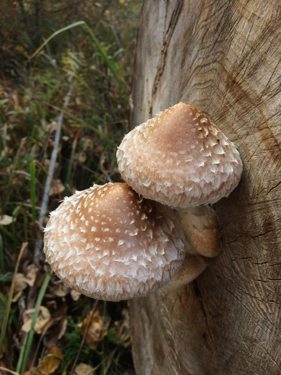 Шпальный гриб Lentinus lepideus