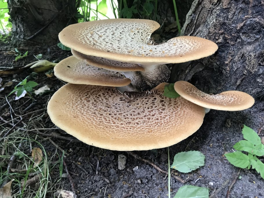 Гриб-зонтик девичий Leucoagaricus puellaris
