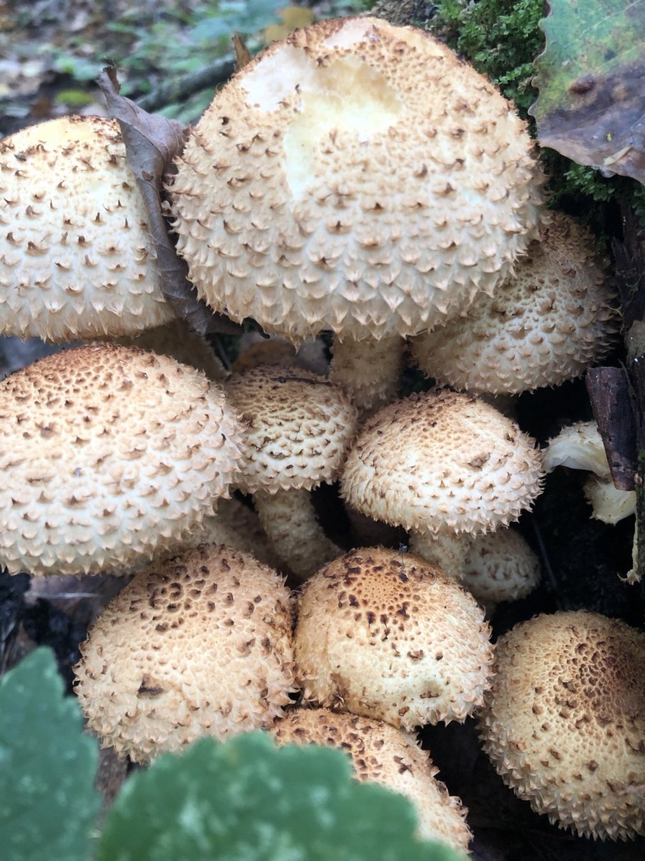 Мухомор Виттадини гриб