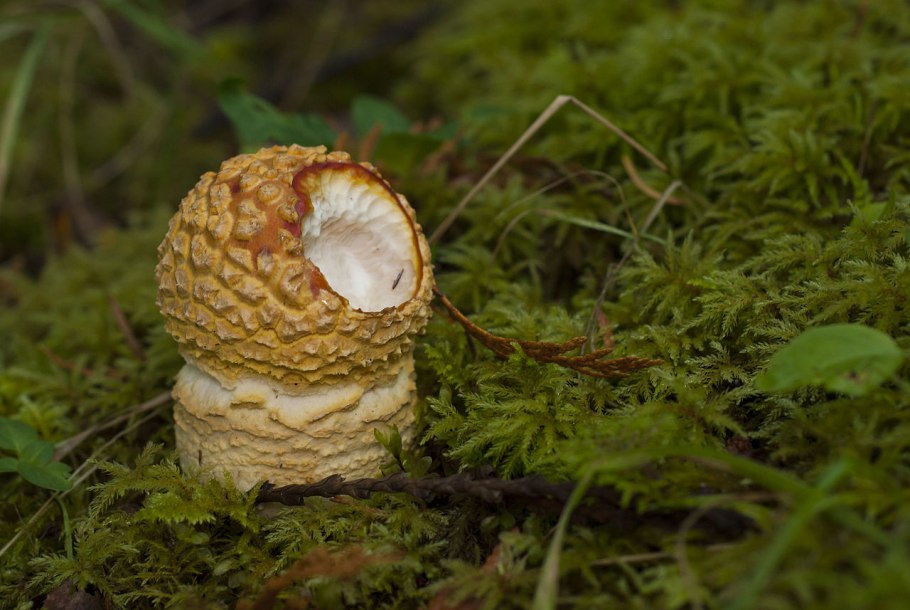 Зонтик пестрый мухомор пантерный