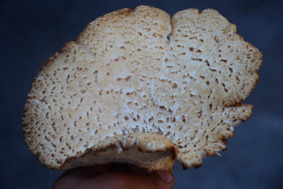 Трутовик чешуйчатый (Cerioporus squamosus)