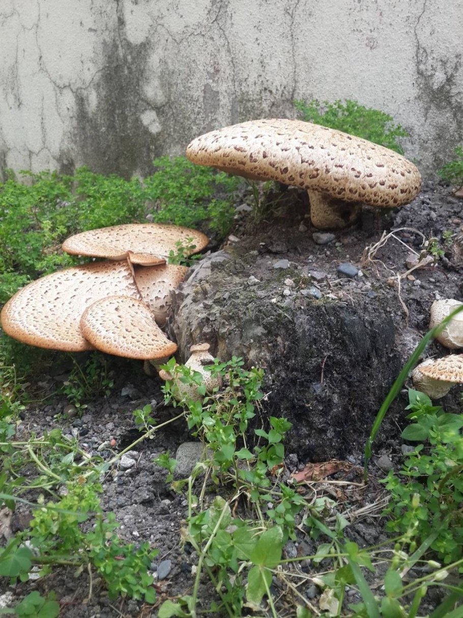 Гриб чешуйчатка обыкновенная Pholiota squarrosa