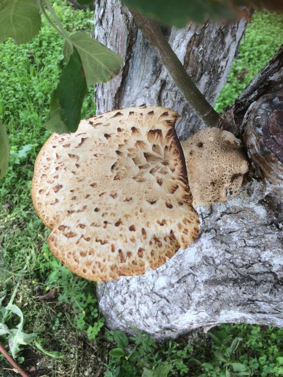 Шампиньон чешуйчатый