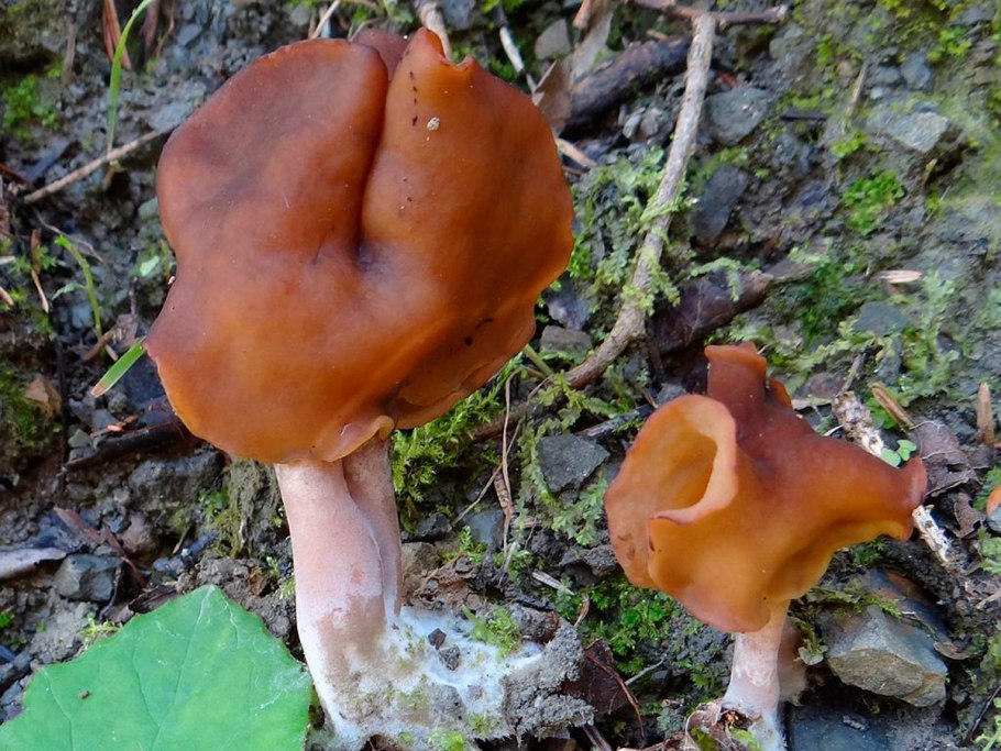 Сморчок осенний