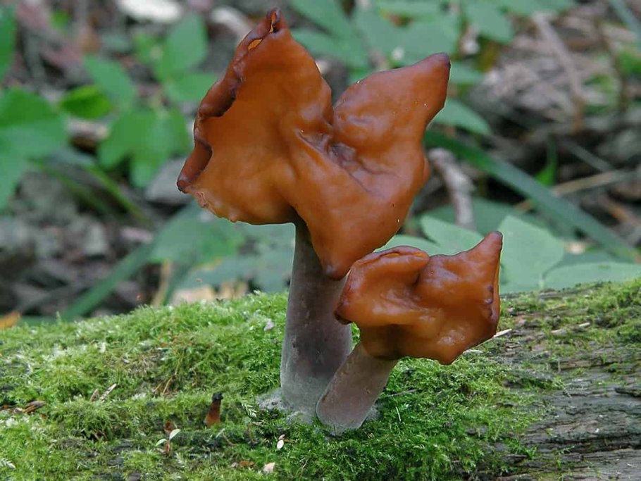 Гиромитра инфула