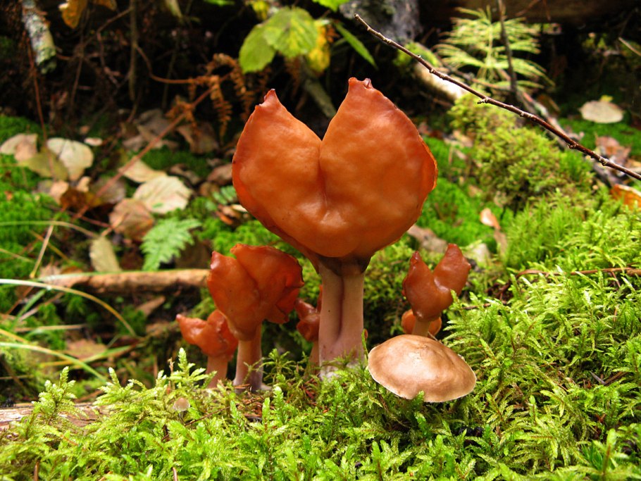 Гриб лопастник осенний