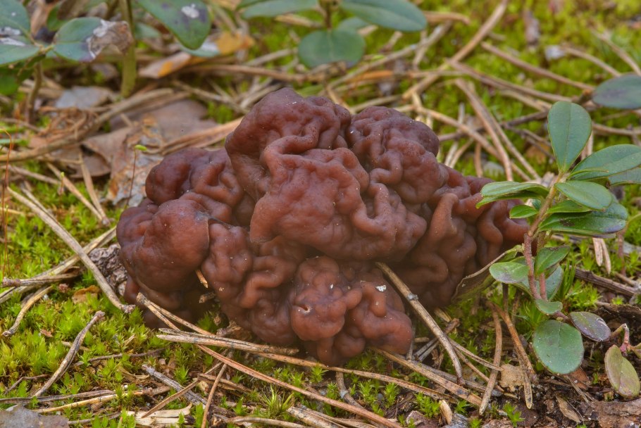 Строчок обыкновенный