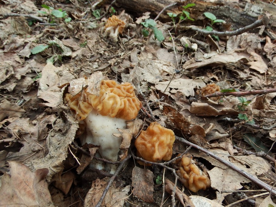 Сморчок несъедобный