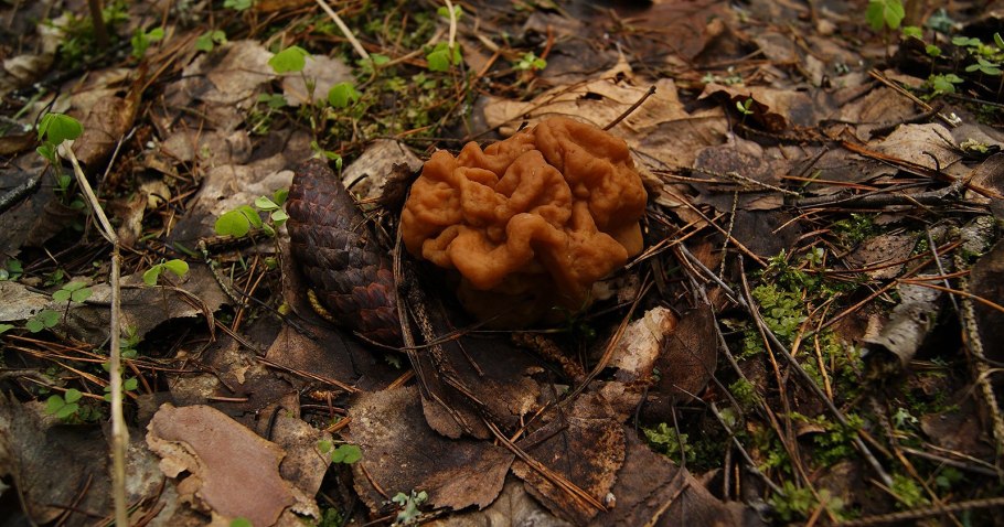 Сморчки строчки и белка