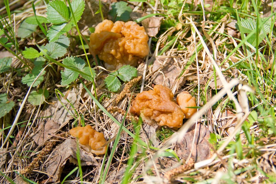 Строчков Златоуст