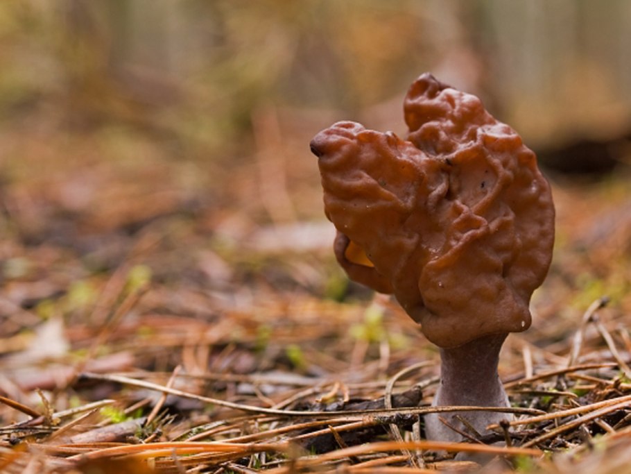 Сморчок осенний