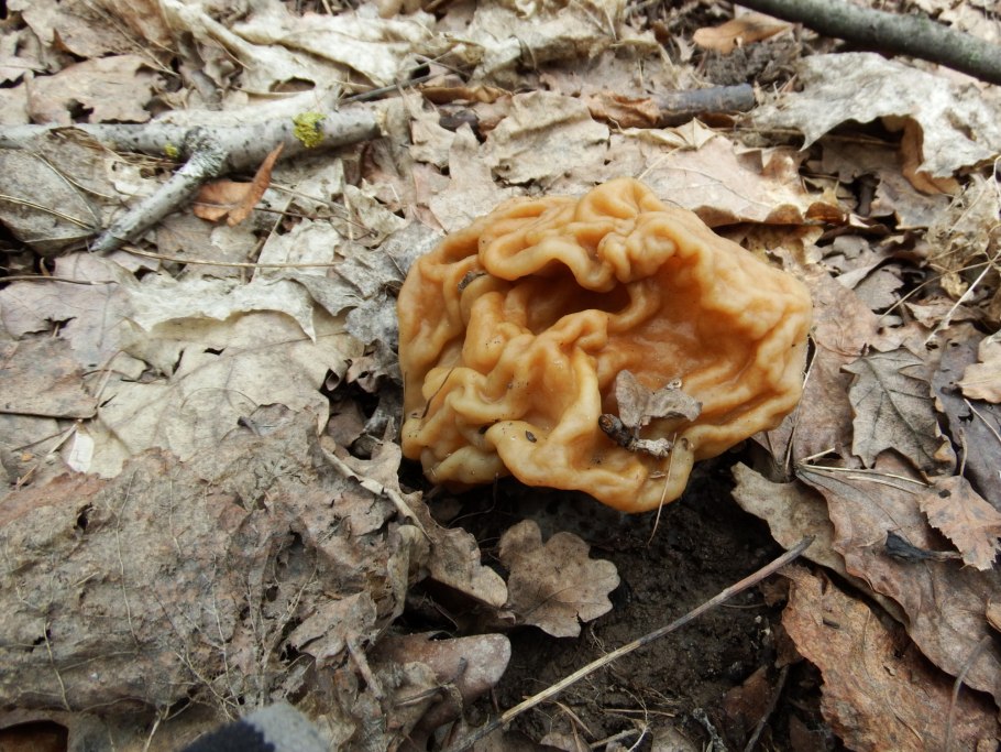 Строчок обыкновенный гиромитрин