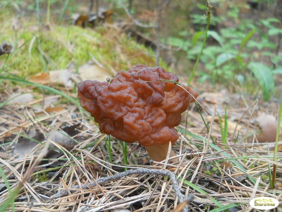 Незаслуженно обиженные грибы