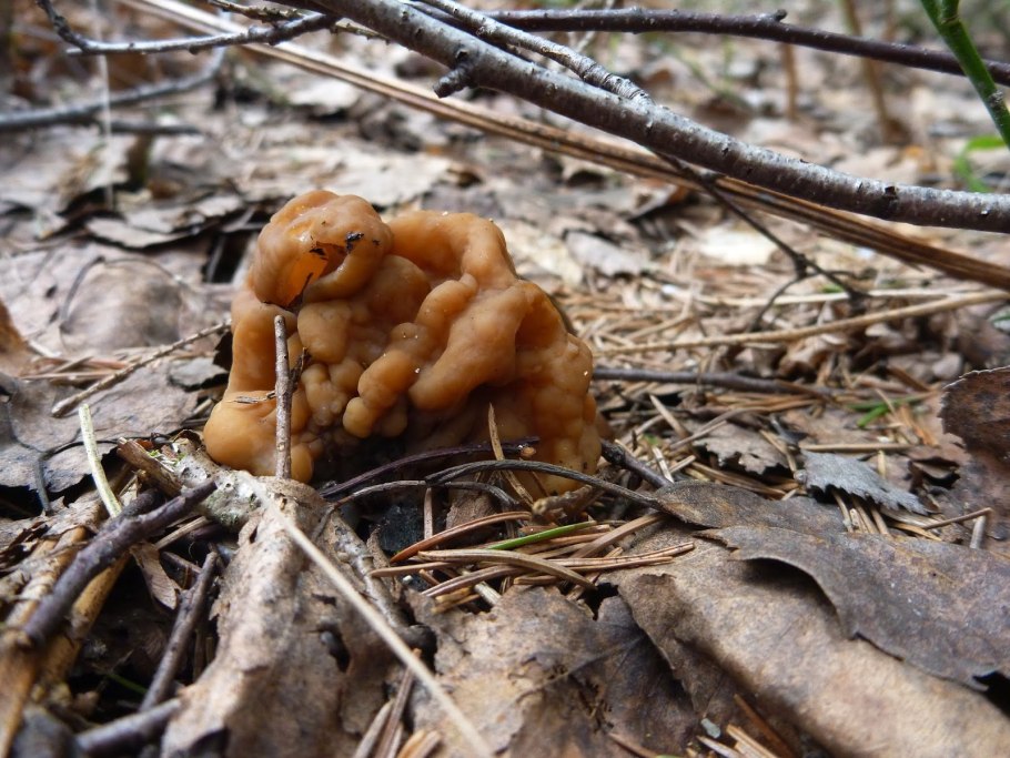 Строчок гигантский — Gyromitra Gigas.