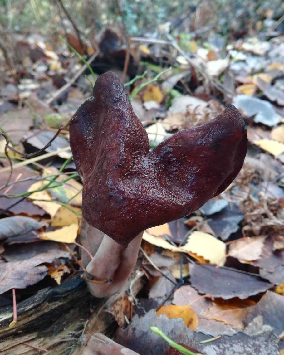 Сморчки осенние фото