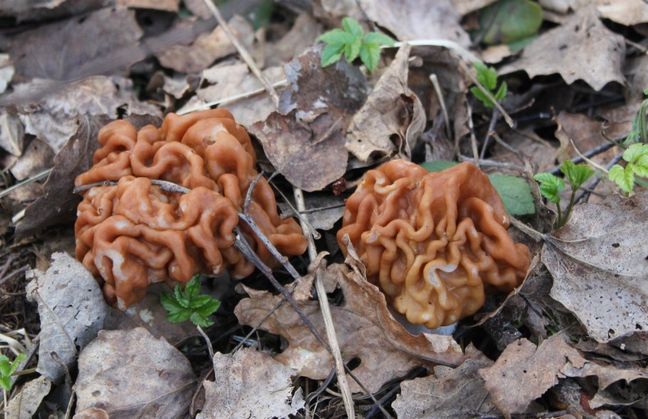 5. Строчок обыкновенный – Gyromitra esculenta