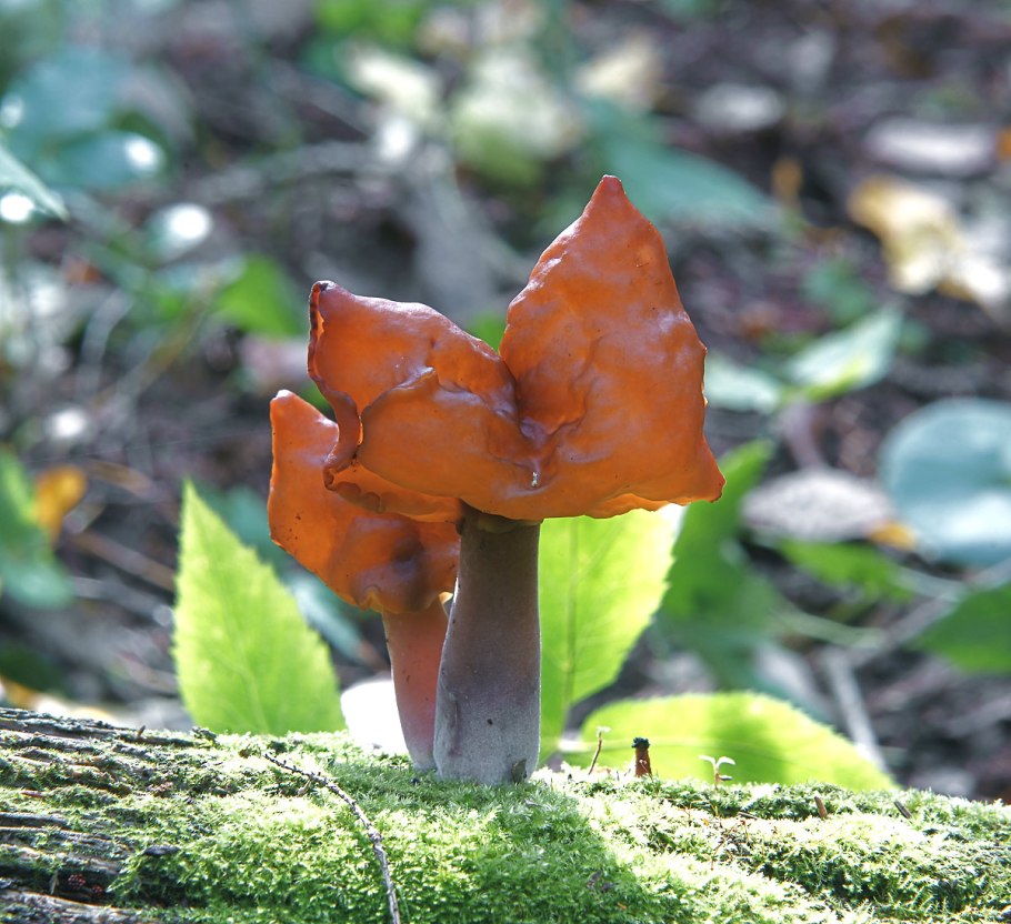 Строчки грибы фото несъедобные. Строчок осенний гриб. Gyromitra infula. Строчок осенний ядовитый.