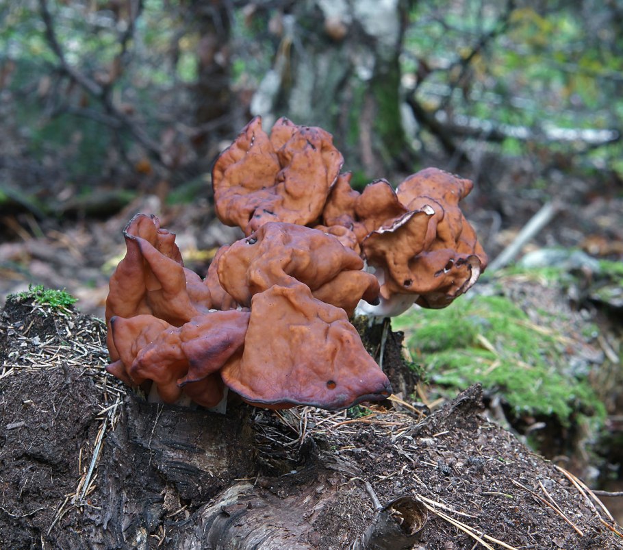 Gyromitra infula