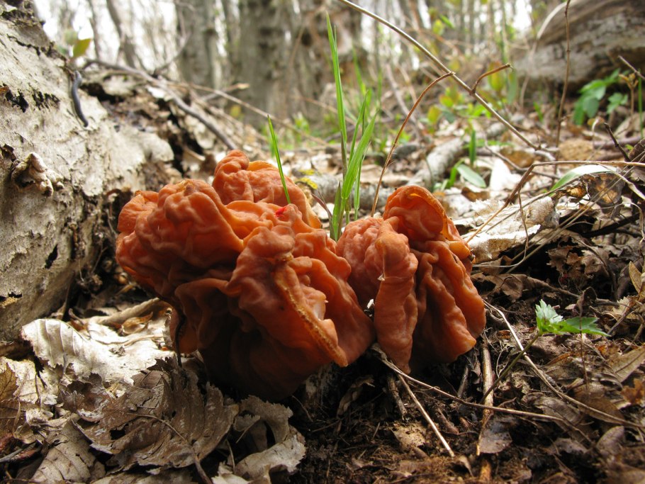 Гриб строчок обыкновенный