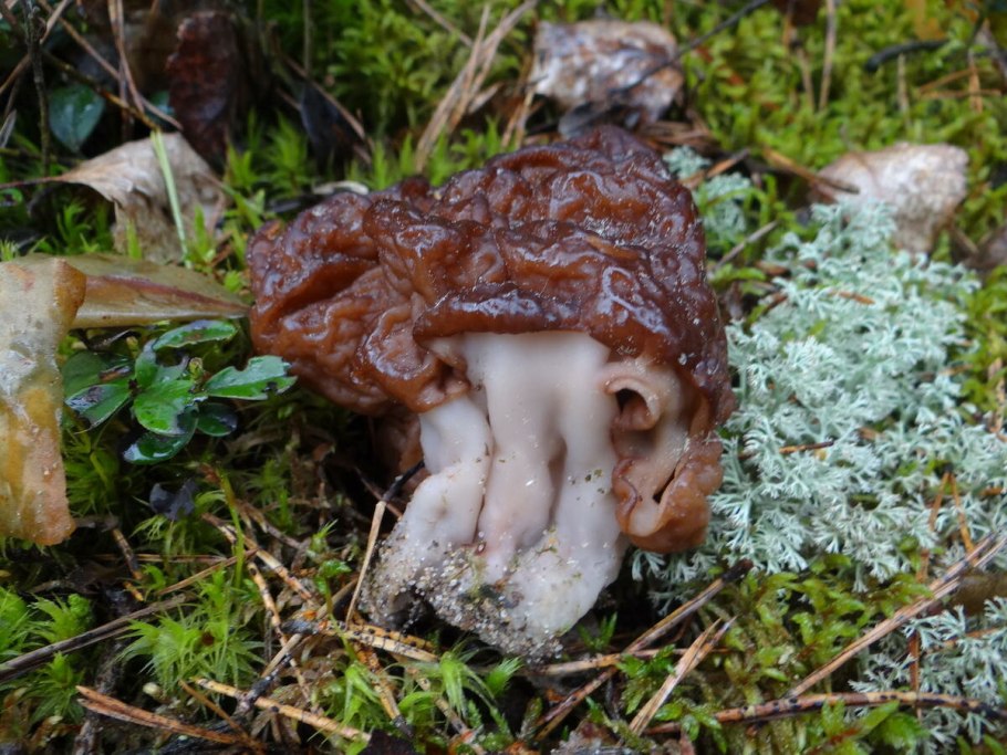 Гриб строчок в Крыму