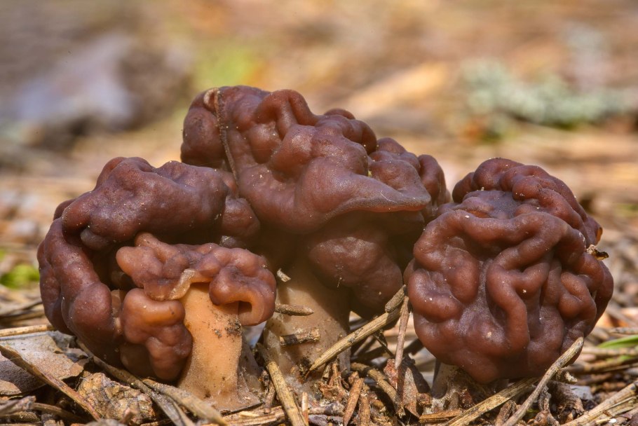 Строчок осенний