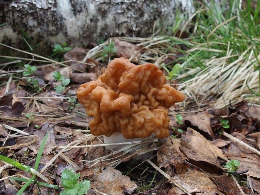 Gyromitra infula