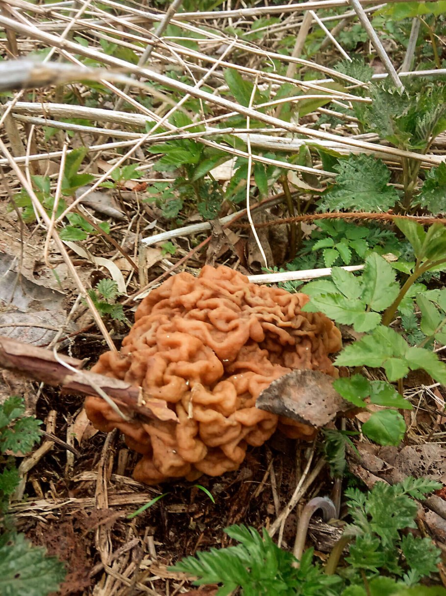Строчок осенний (Gyromitra infula)