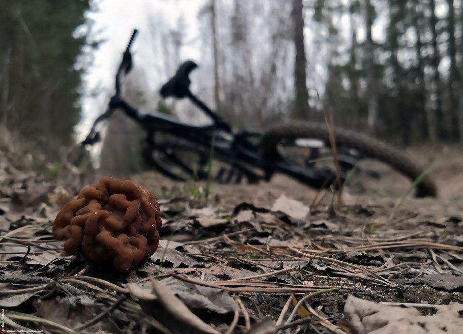 Гриб строчок обыкновенный