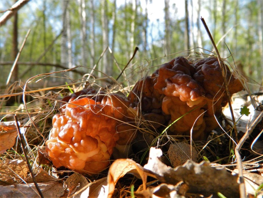 Строчок обыкновенный ядовитый