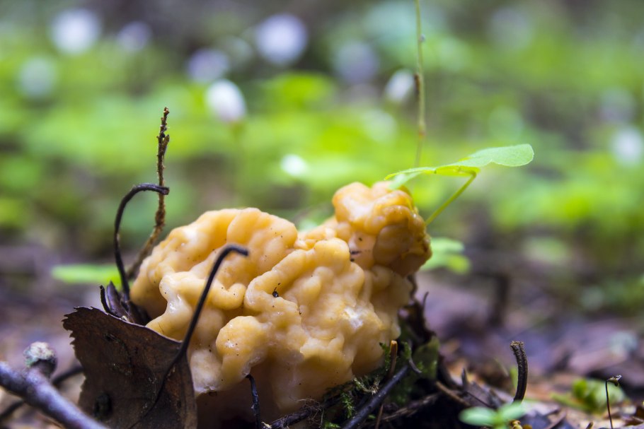 Строчок осенний (Gyromitra infula)