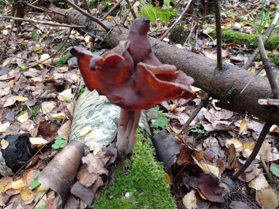 Gyromitra infula