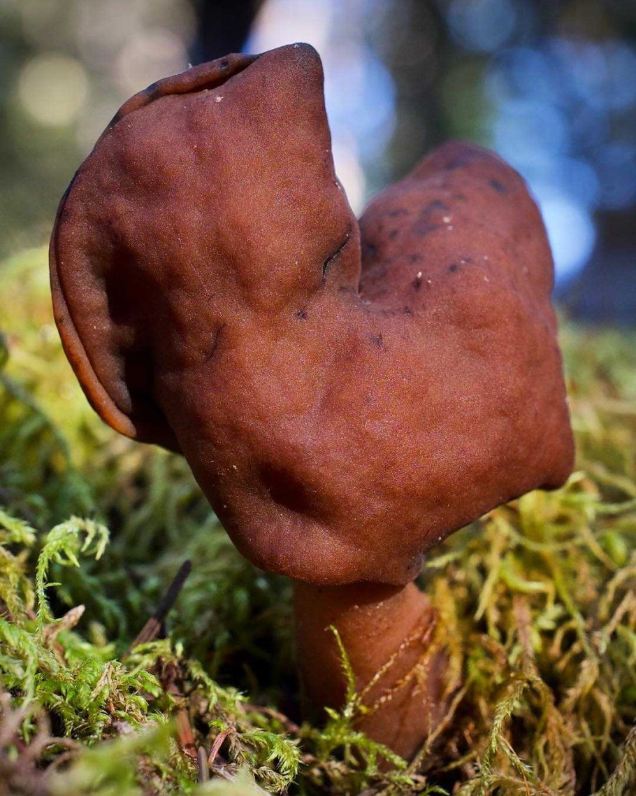 Строчок осенний гриб