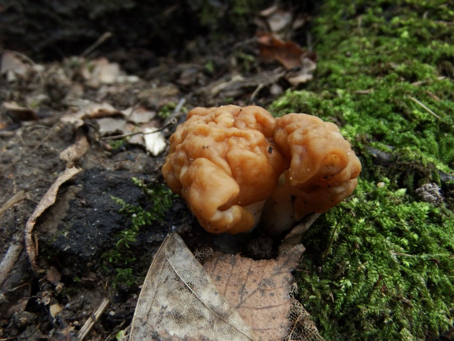 Строчок обыкновенный гиромитрин