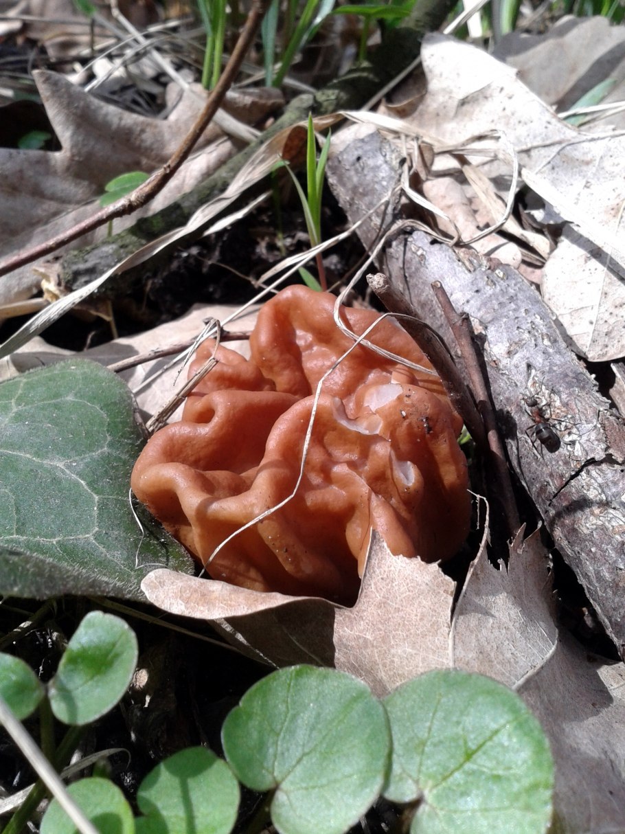 Gyromitra ticiniana