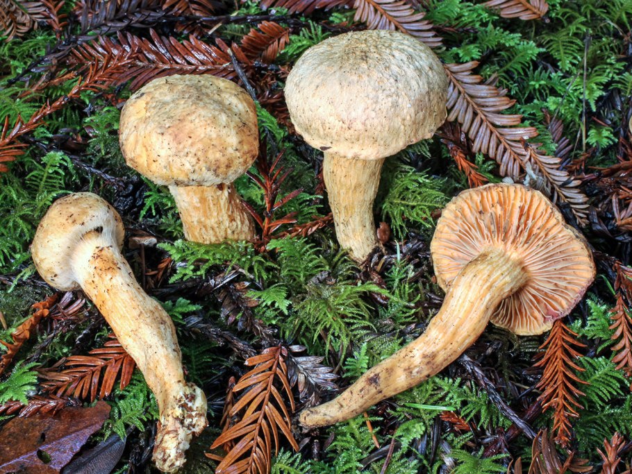 Гриб мокруха войлочная