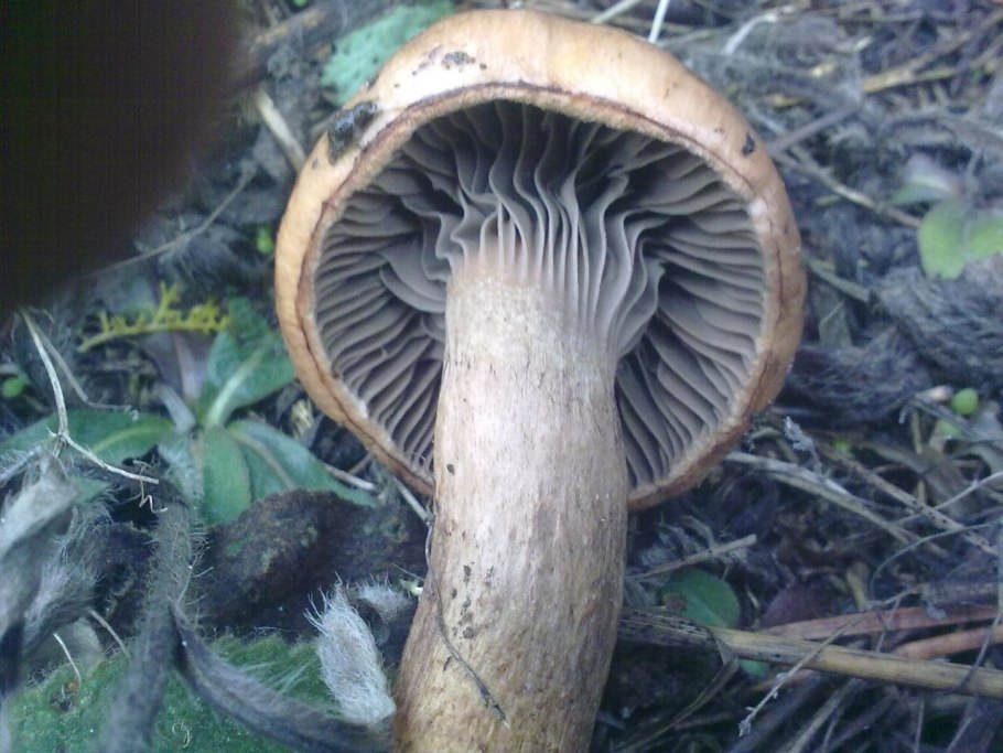 Гриб мокруха войлочная